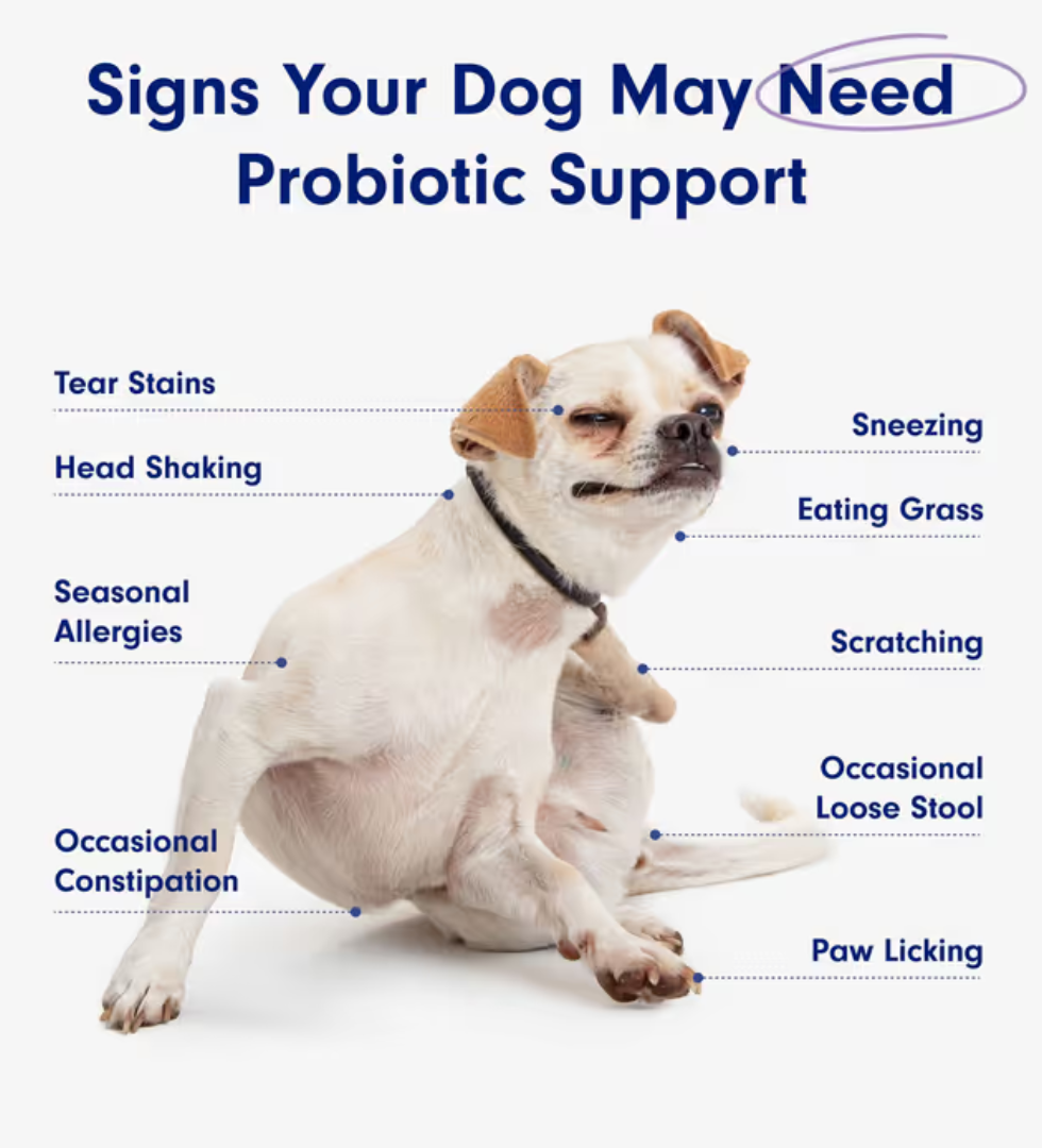 Meet The First Clinically Studied Probiotic Soft Chew For Dogs